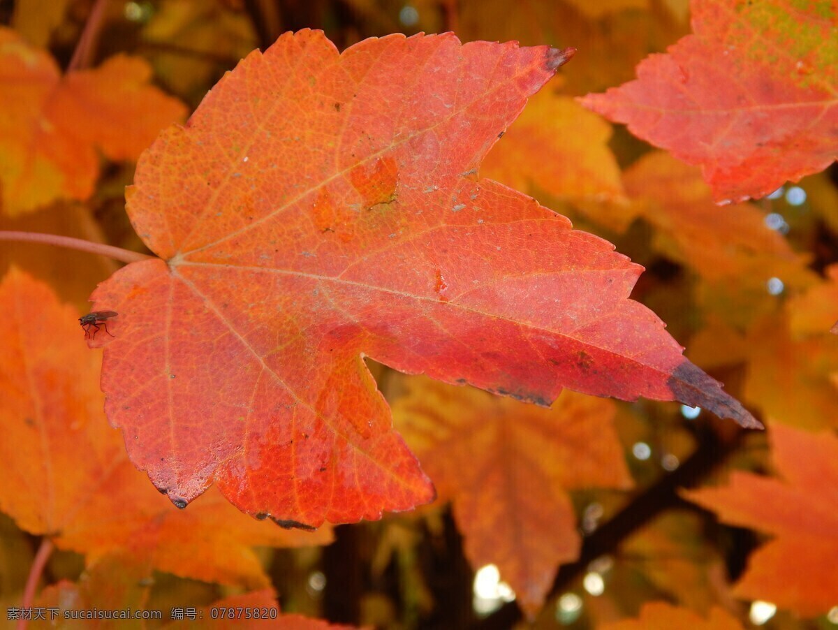 秋天的树叶 叶 秋 秋天 自然 红色 黄色 橙色 季节 颜色 叶子 树 枫 十月 秋天树叶 秋天树叶背景 多彩 桔子树 桔叶 橙色的叶子 黄色背景