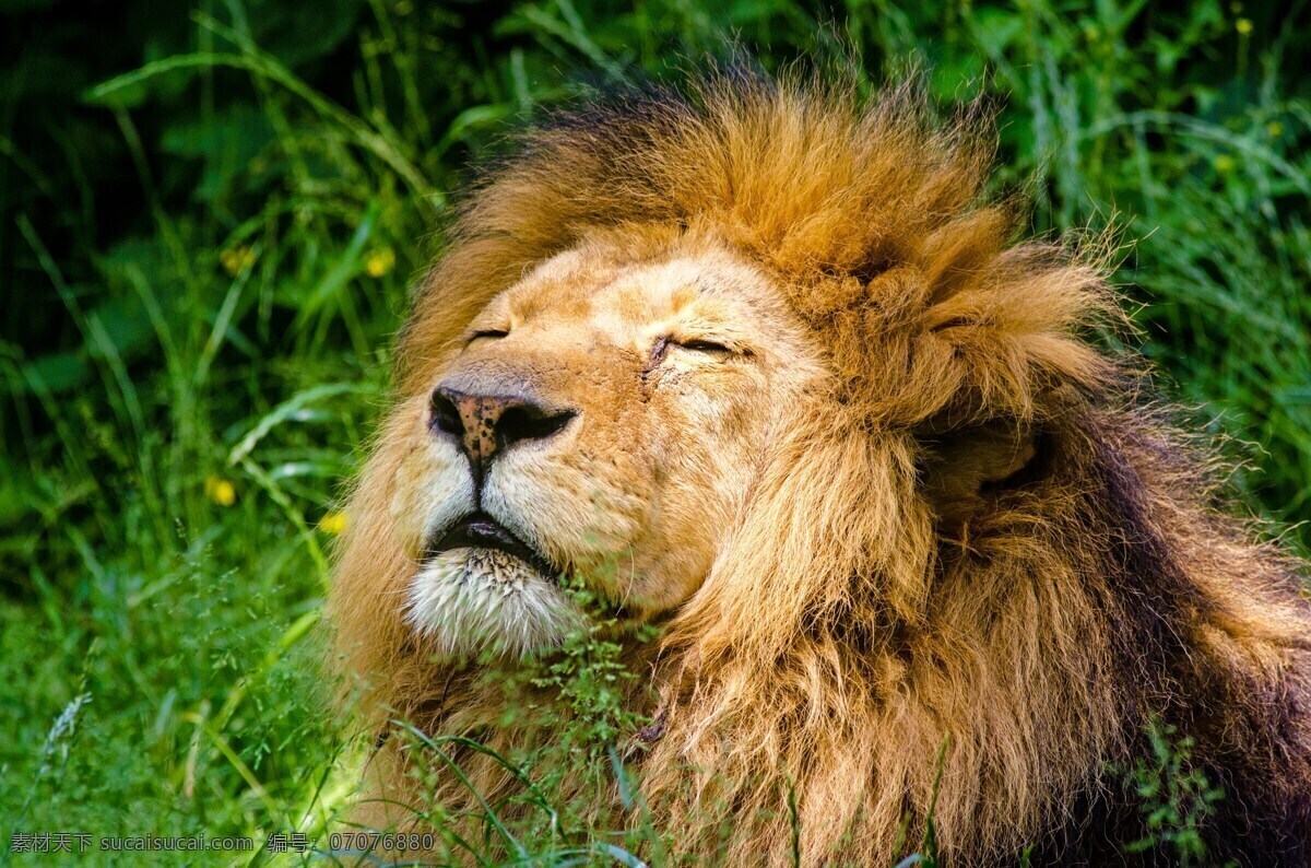 捕食者狮子 非洲狮 狮子 鬃毛 动物 捕食者 动物园 非洲 黑色