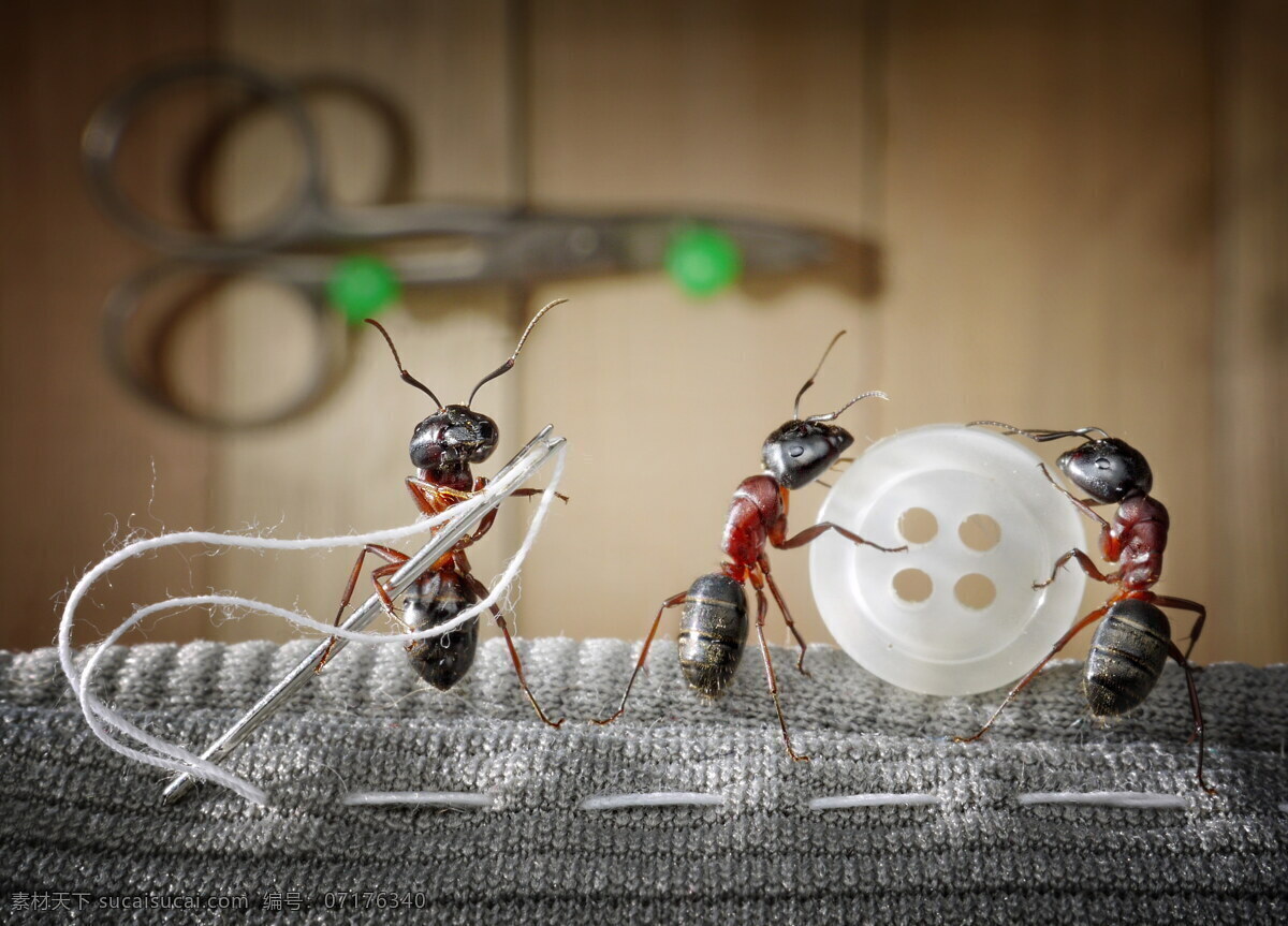 抬 扣子 蚂蚁 蚂蚁摄影 昆虫 动物世界 昆虫世界 生物世界