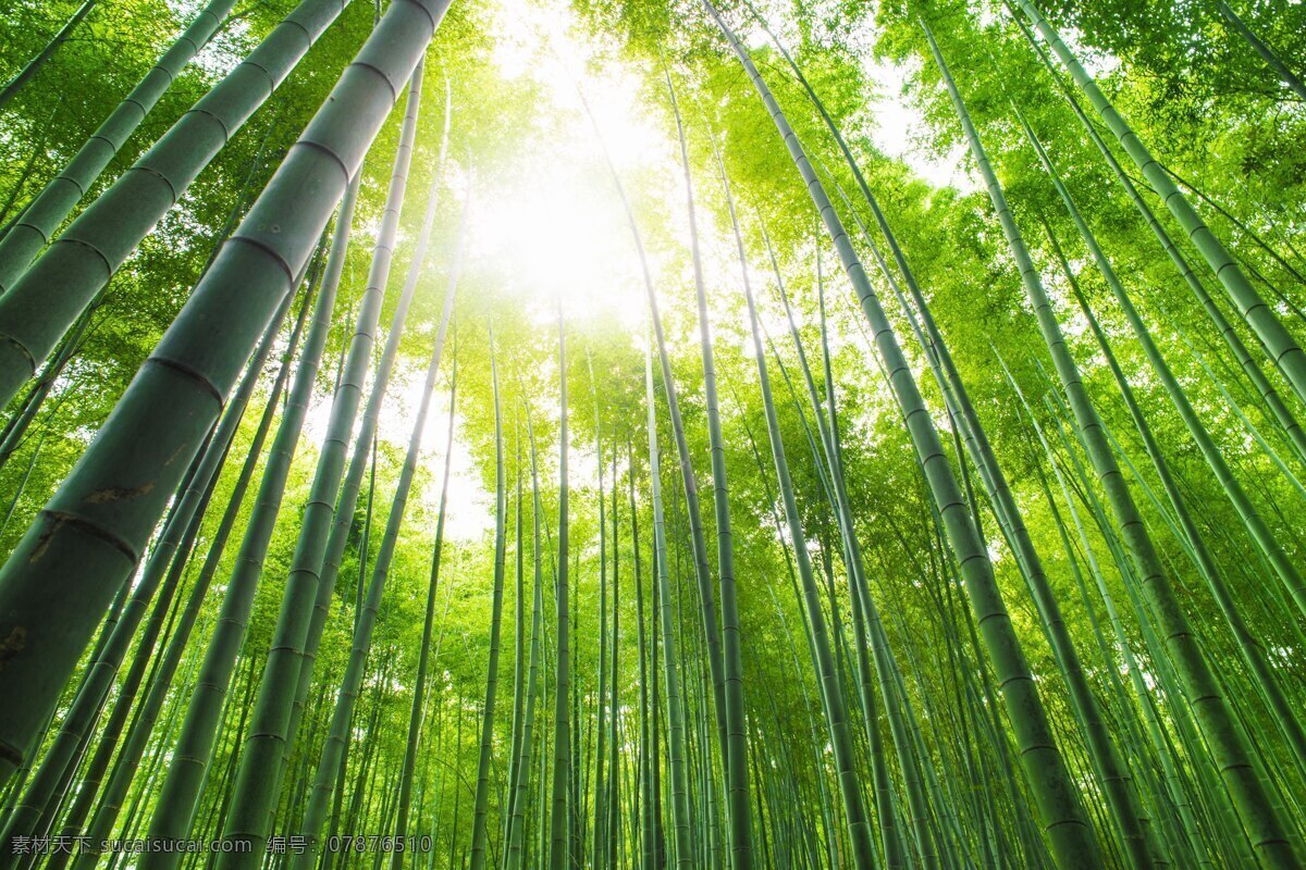 阳光 照射 竹林 竹林风景 竹子 竹子素材 竹子摄影 青竹 竹林背景 竹林摄影 花草树木 生物世界