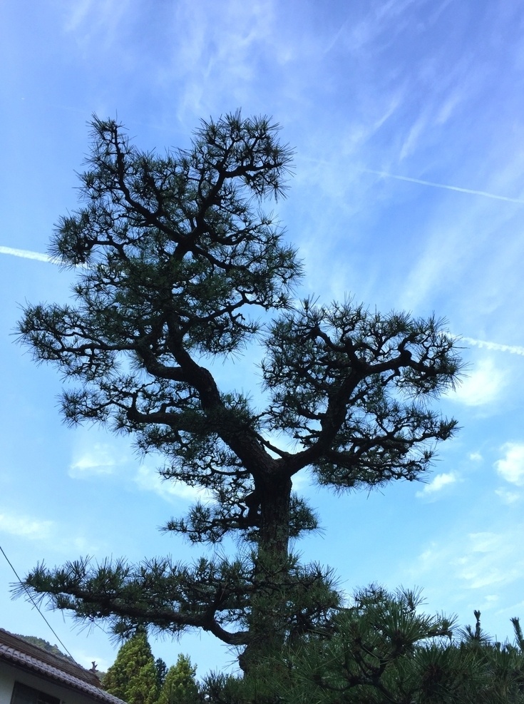 松图片 松 山松 松柏 苍松翠柏 青松 松枝 景观树 松树 树 植物 松叶 果实 松针 树林 森林 松树林 山峰 山水 山脉 山林 山川 奇石 山水画 山川秀色 山水风景 山水风景图 松树背景 松树素材 自然风景 自然景观 树木 树叶 叶子 生物世界 树木树叶