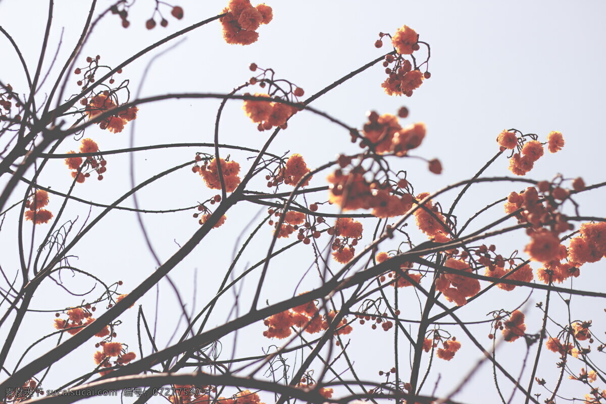 唯美 花树 风景图片 花枝 开花 春天花朵 植物花朵 花朵