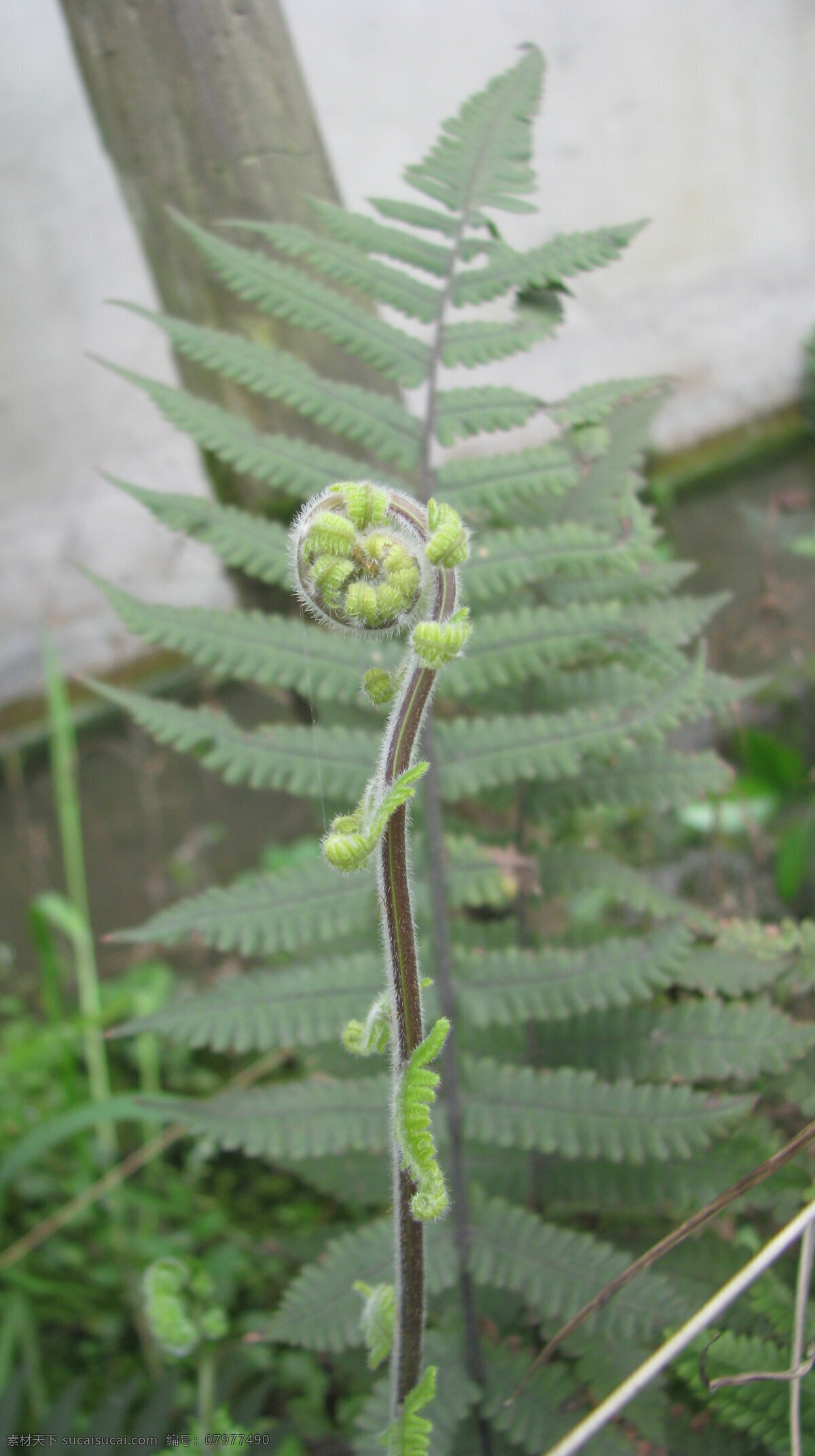 蕨类 蕨芽 植物 绿色 嫩芽 发芽 生物世界 花草