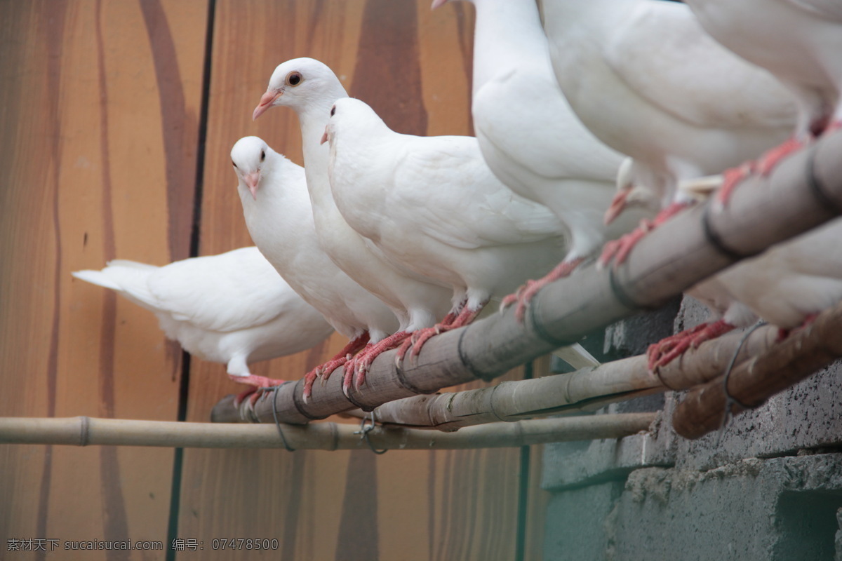 站在竹竿上 白色的鸽子 鸟类 生物 动物 生物世界