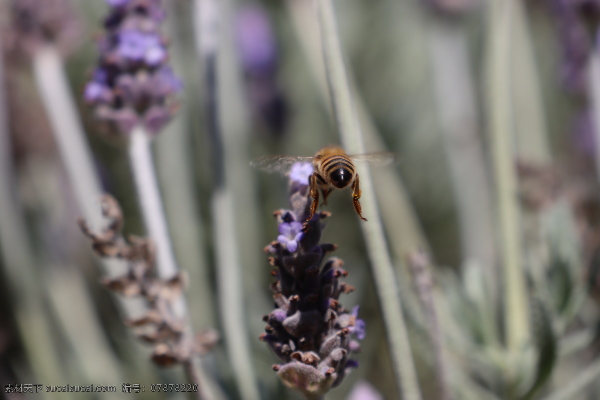 蜜蜂采花 采花的蜜蜂 蜜蜂 勤劳的蜜蜂 小蜜蜂 飞虫 生物世界 昆虫 蓝天 展翅