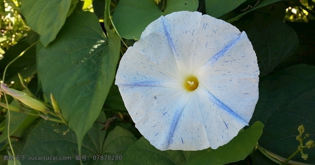 牵牛花 喇叭花 花朵 鲜花 花草 植物 绿叶 花瓣 花卉 生物世界