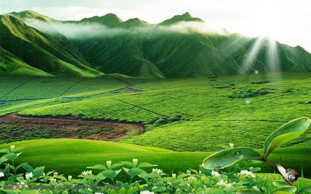 茶园 春天 茉莉花 叶子 蜗牛 水珠 草地 茶叶 茶庄 种植基地 绿色 山恋 山峰 山 生机勃勃 活力 自然风景 大自然 山水剪影 田园风光 分层 模板 原创 源文件