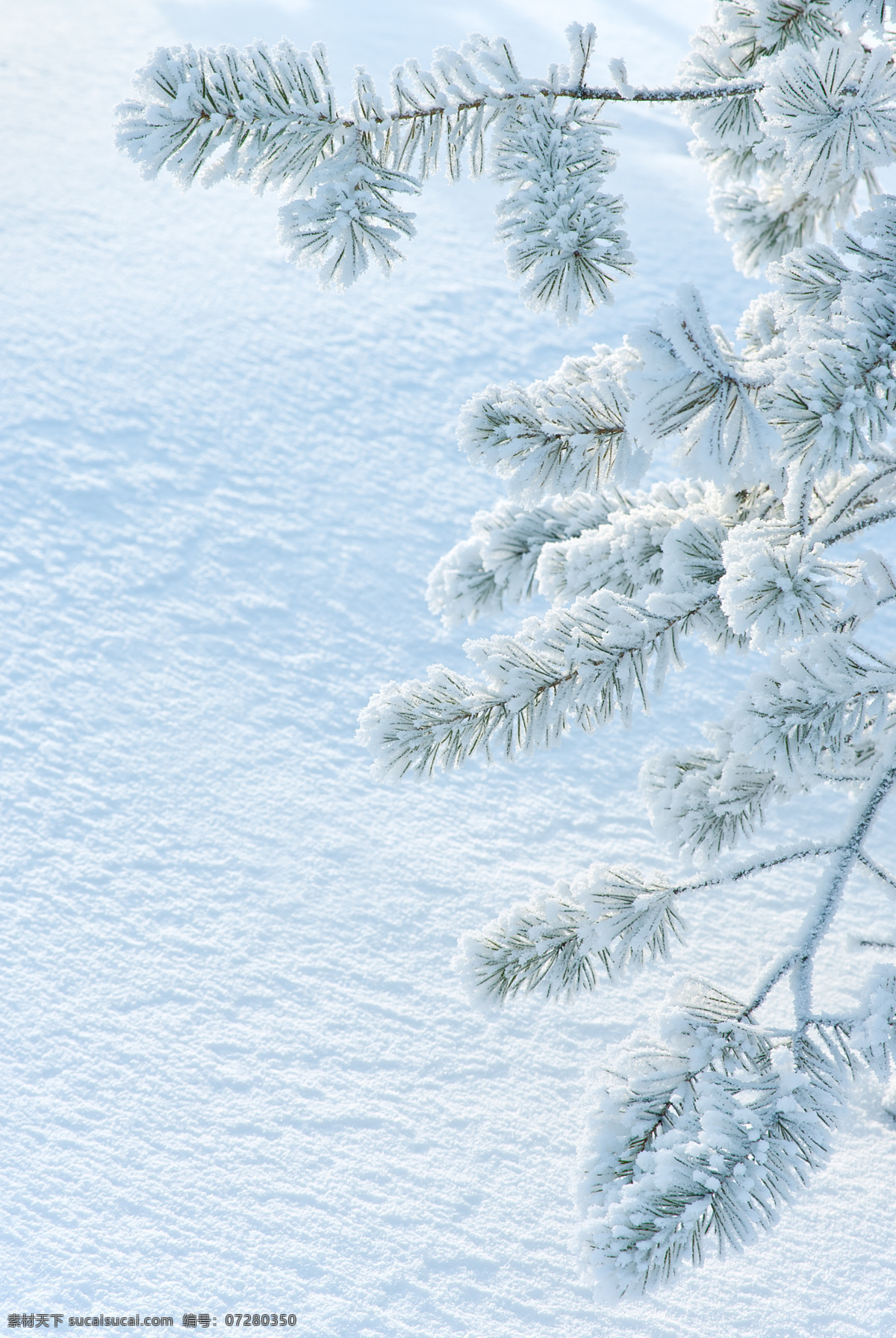 雪松 树 大树 雪 雪地 冬天 冬季 自然风光 景区 花草树木 生物世界