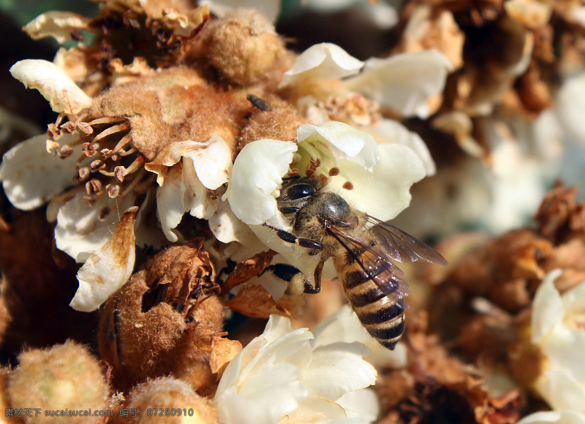 枇杷蜜蜂 枇杷花 蜜蜂 枇杷开花 花果 枇杷蜜 自然摄影 生物世界 昆虫
