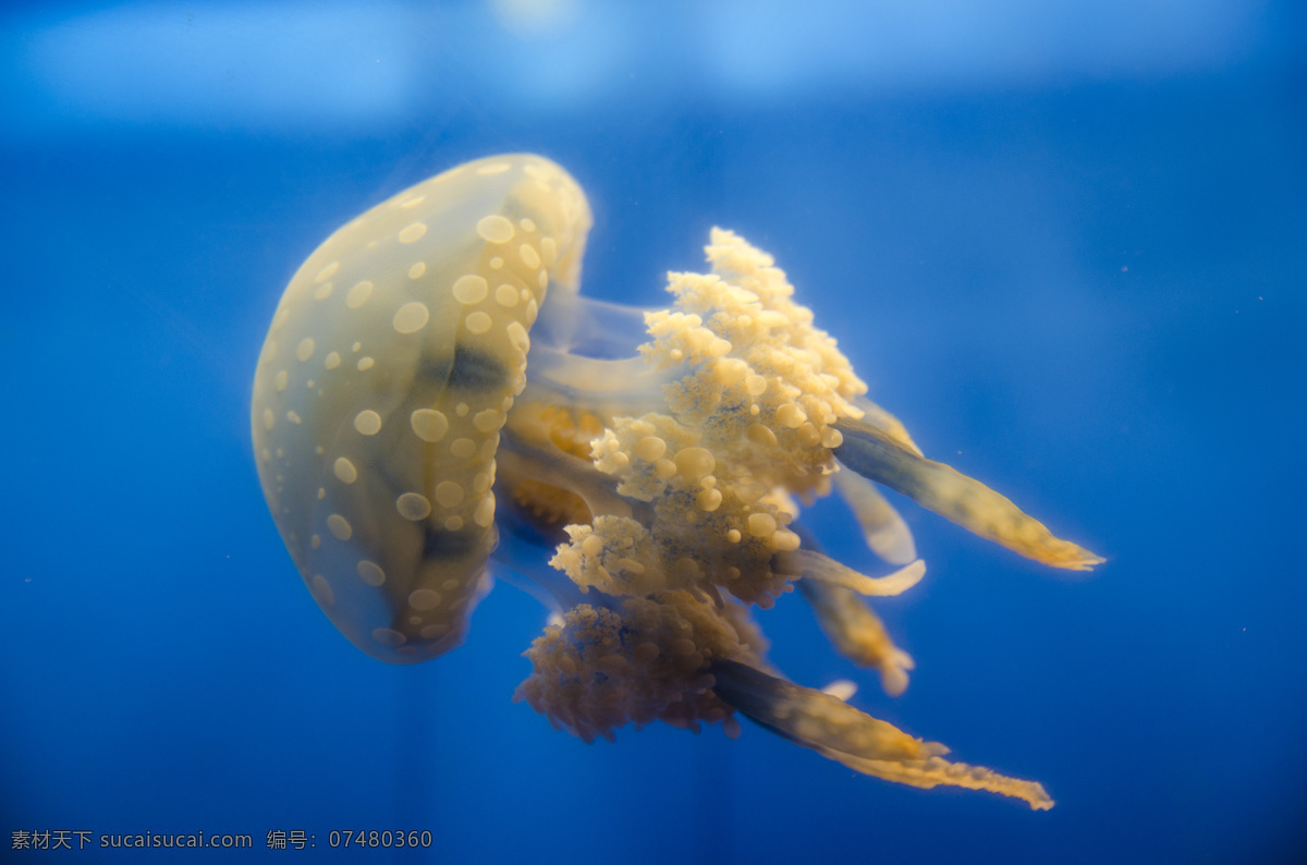 水母 海洋生物 浮游生物 海洋 海水 蓝色背景