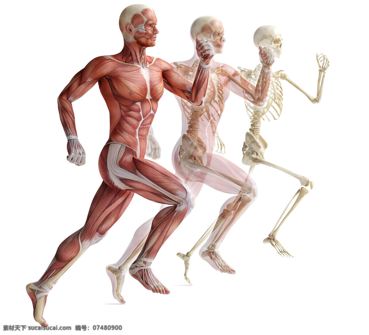 人体 运动 示意图 运动示意图 肌肉运动展示 骨骼运动展示 肌肉运动 骨骼运动 运动解剖图 肌肉解剖图 运动展示图 运动展示 骨骼展示 肌肉展示 现代科技 医疗护理