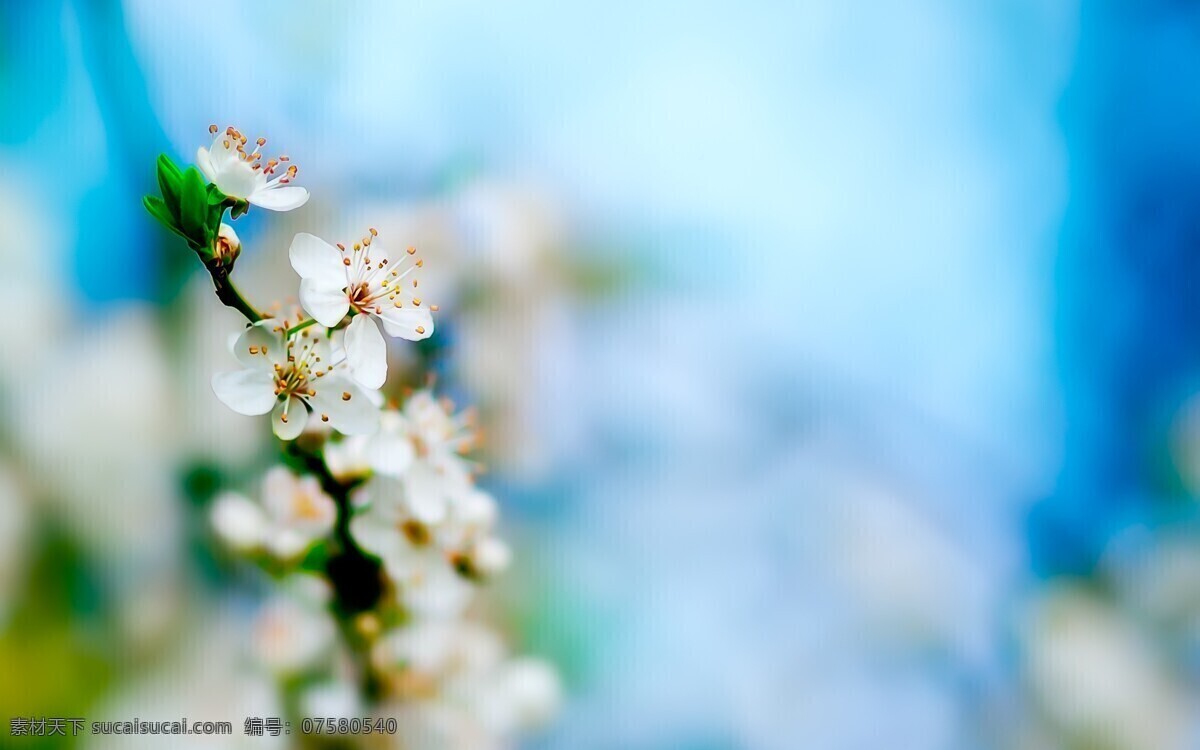 唯美 花 植物 自然 花卉 花朵 鲜花 苹果花 洁白 纯洁 洁净 白花 生物世界 花草 青色 天蓝色