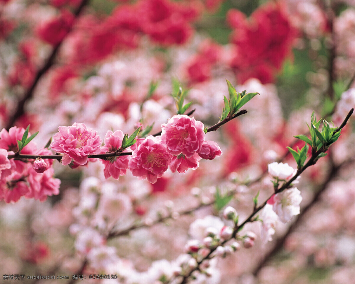 春暖花开 背景 风景 花 花草 花季 摄影图库 植物世界 自然风景 自然景观 花的季节 生活 旅游餐饮