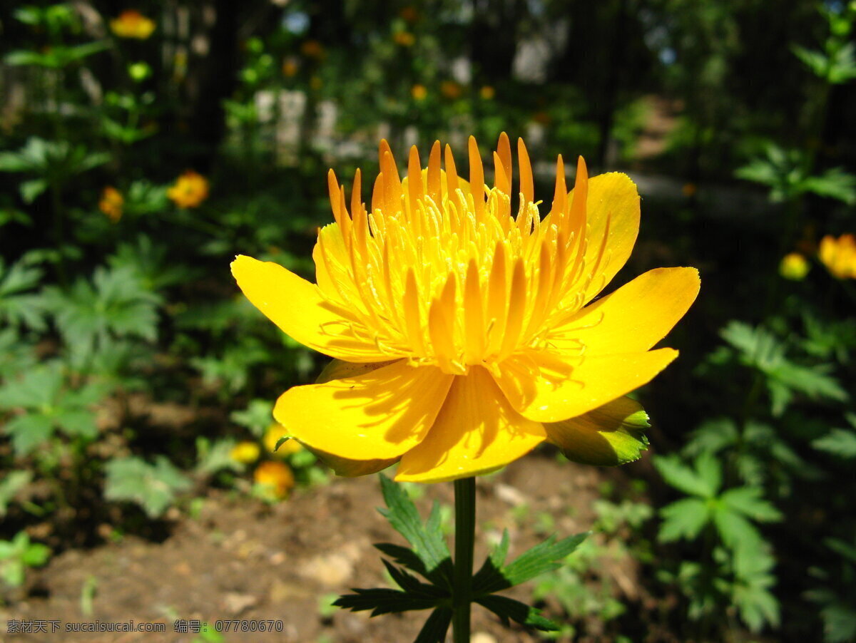 金莲花 花草 生物世界