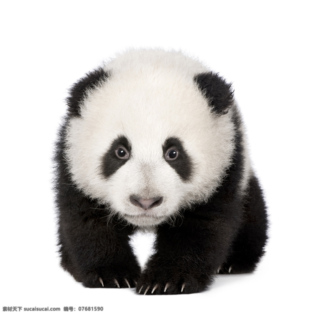 可爱大熊猫 野生动物 国宝 大熊猫 动物摄影 动物世界 陆地动物 生物世界 白色