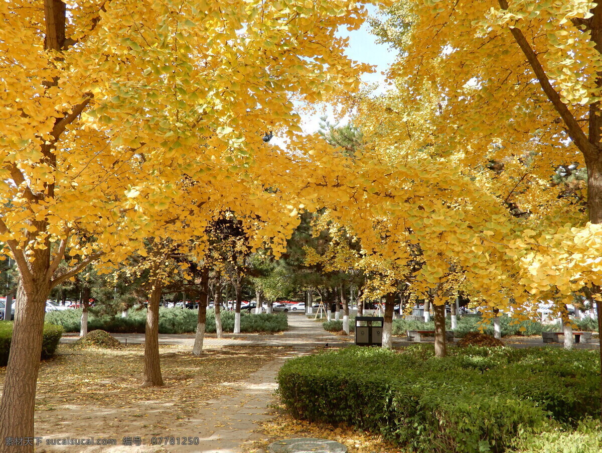 银杏林 银杏树 银杏叶 树林 树叶 黄叶 落叶 秋景 自然风景 生物世界 树木树叶