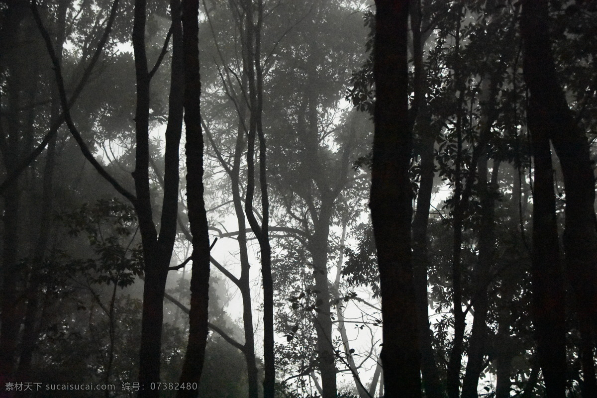 诡雾 白云山 迷雾 雾霾 树林 阴影 黑色 下雨 雨天 灰色 白色 树叶 树枝 傍晚 自然景观 自然风景