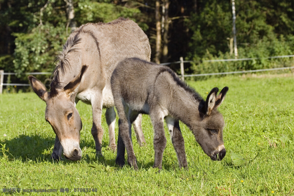 吃 草 驴 吃草 放牧 牧场 动物世界 摄影图 陆地动物 生物世界
