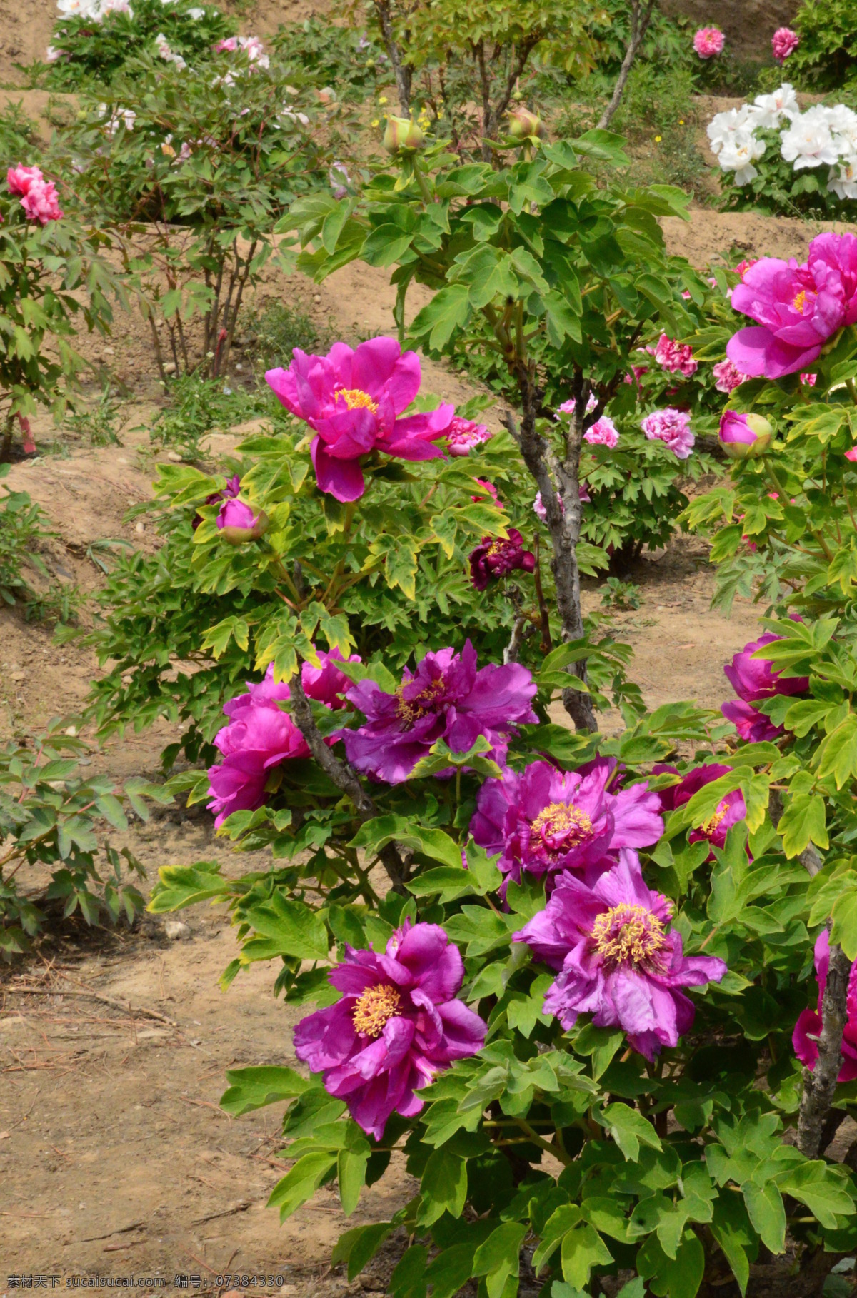 牡丹花 牡丹 观赏花卉 鼠姑 木芍药 百雨金 洛阳花 花朵 花瓣 花蕊 花卉 花儿 花草 植物 园林绿化 绿化景观 芍药牡丹 生物世界