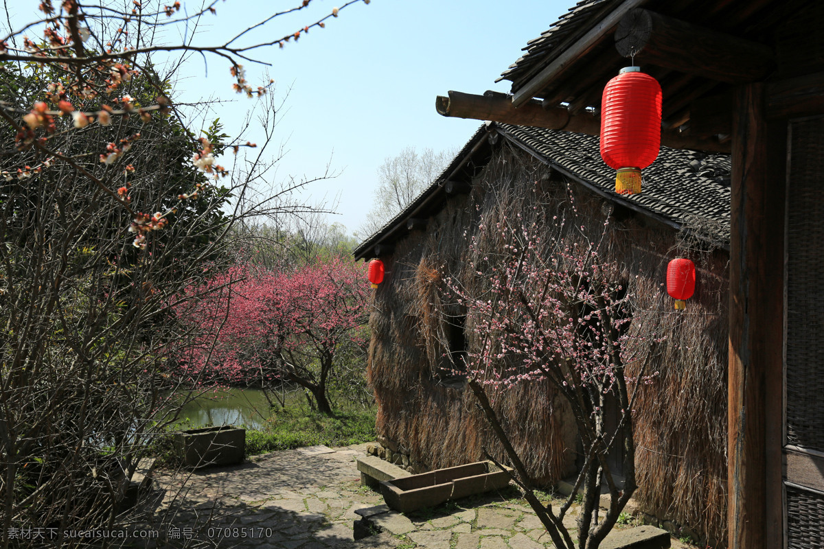西溪湿地公园 杭州 绿树 蓝天 梅花 旅游 湿地公园 公园 西溪 湿地 国内旅游 旅游摄影