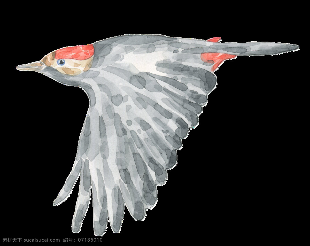 手绘 正在 飞翔 小鸟 透明 装饰 图案 展翅高飞 灰色 羽毛 装饰图案 免扣素材