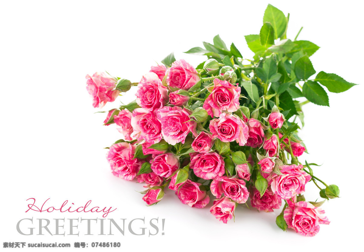 粉色 玫瑰 花束 粉色玫瑰 花朵 花卉 背景素材 花草树木 生物世界
