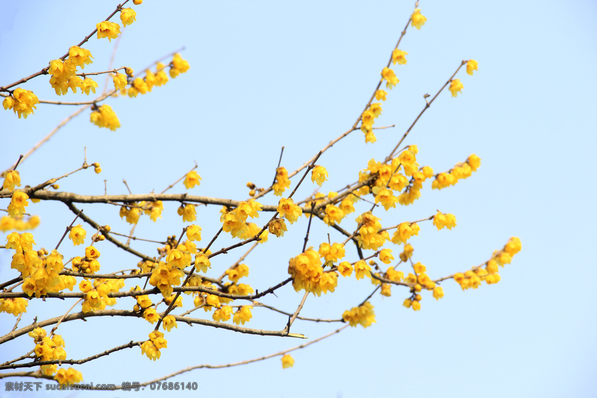 蜡梅花 腊梅 蜡梅 腊木 蜡木 铁筷子 黄梅花 腊梅花 梅花园 腊梅园 生物世界 花草