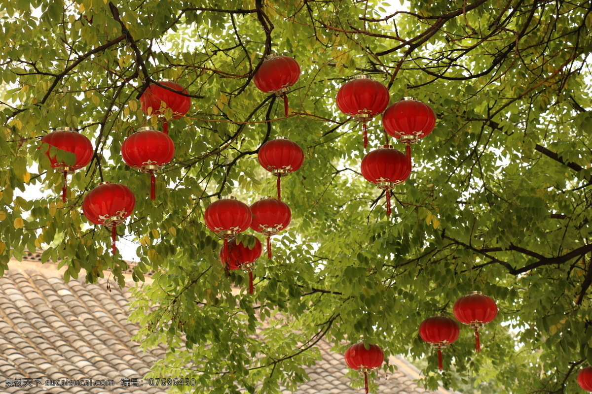 杨家埠 古街 古树 祈愿树 小灯笼 植物 生物世界 树木树叶