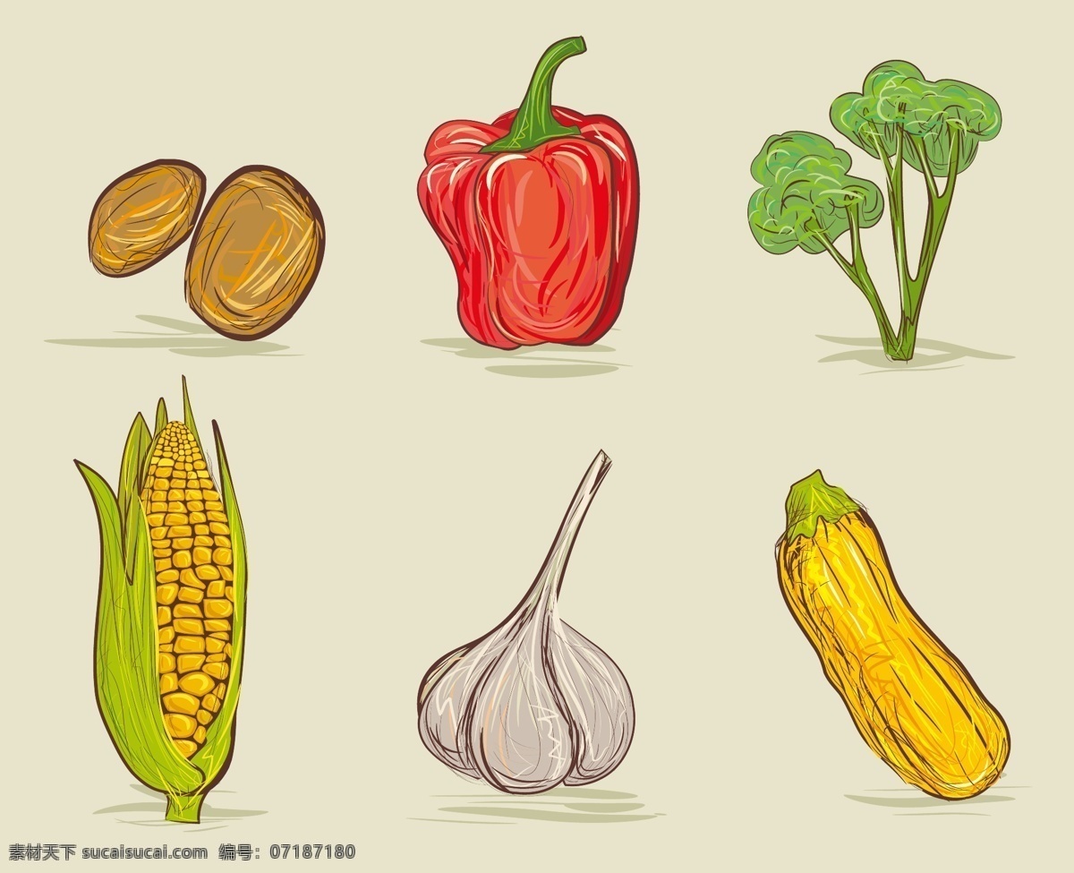 手绘 蔬菜 大蒜 素描 土豆 玉米 矢量图 其他矢量图