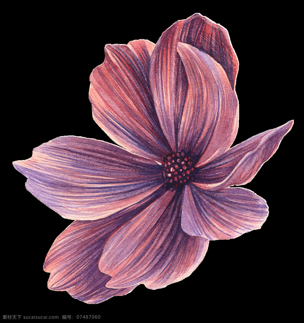 木槿花 透明 卡通 抠图专用 装饰 设计素材