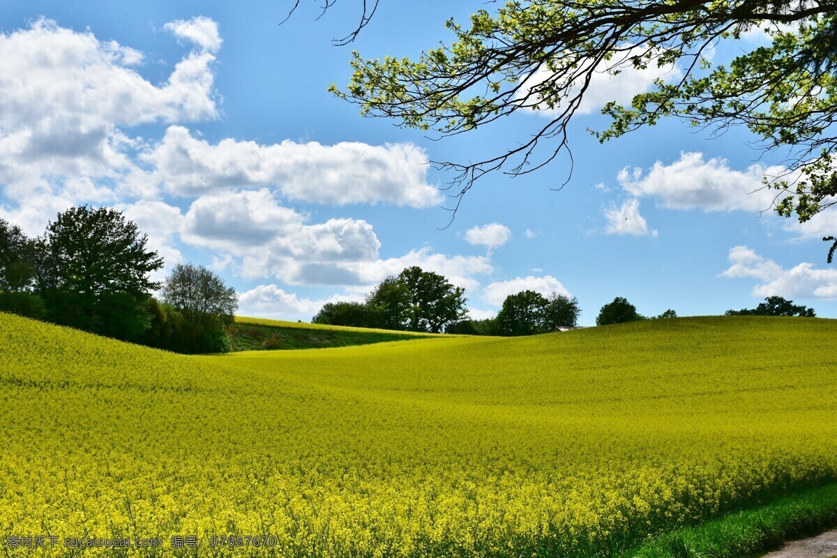 蓝天 白云 下 油菜花 风景 自然 风景图片 自然景观 自然风景