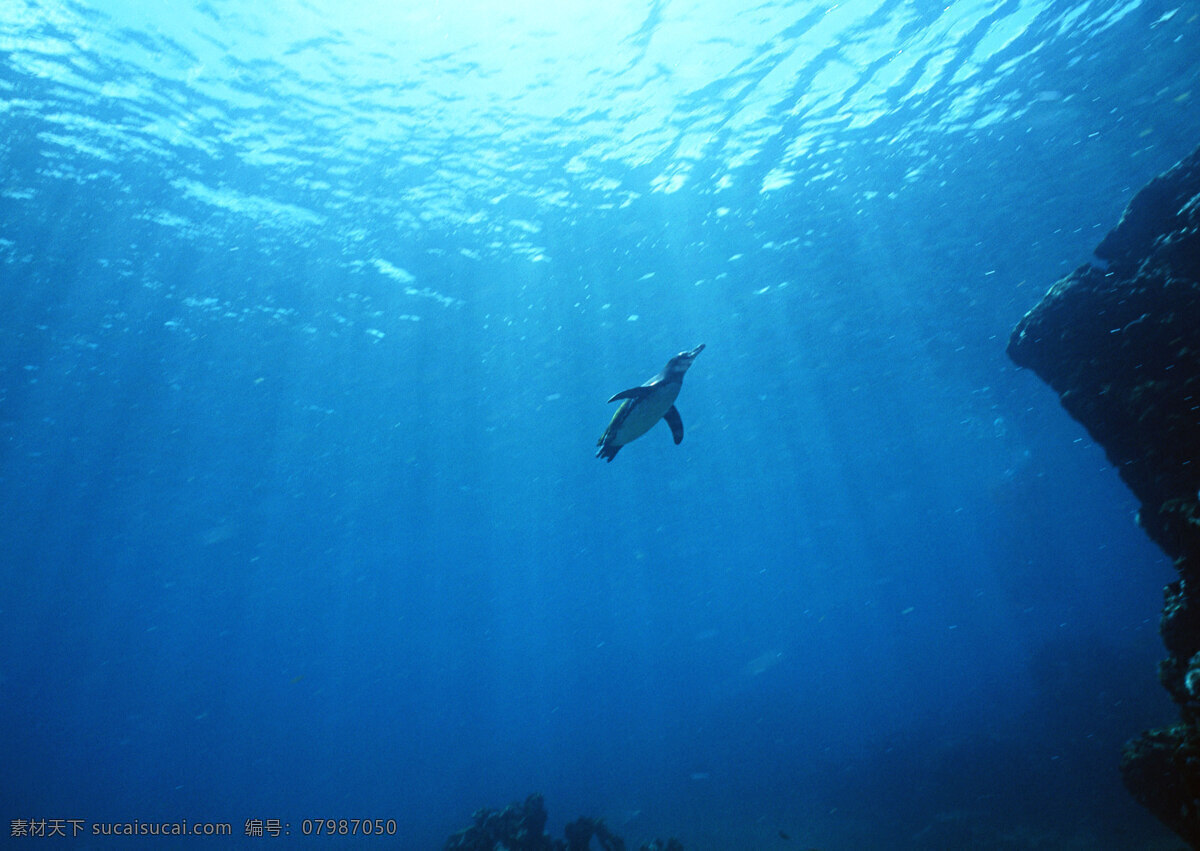 游 海底 里 企鹅 动物世界 生物世界 南极动物 大海 海底生物 水中生物