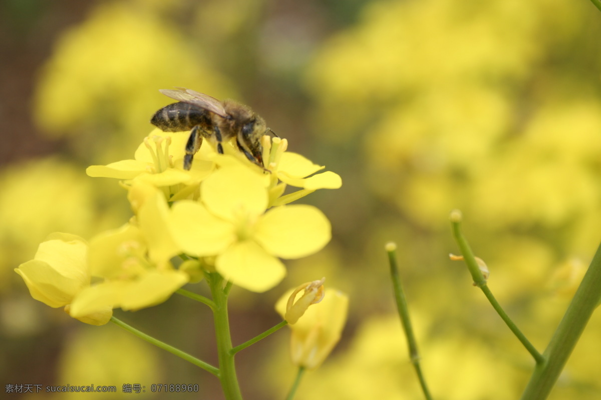 动物 户外摄影 黄花 昆虫 蜜蜂 生物 生物世界 蜜蜂和油菜花 油菜花 小蜜蜂采花 勤劳的小蜜蜂 植物 田园风光