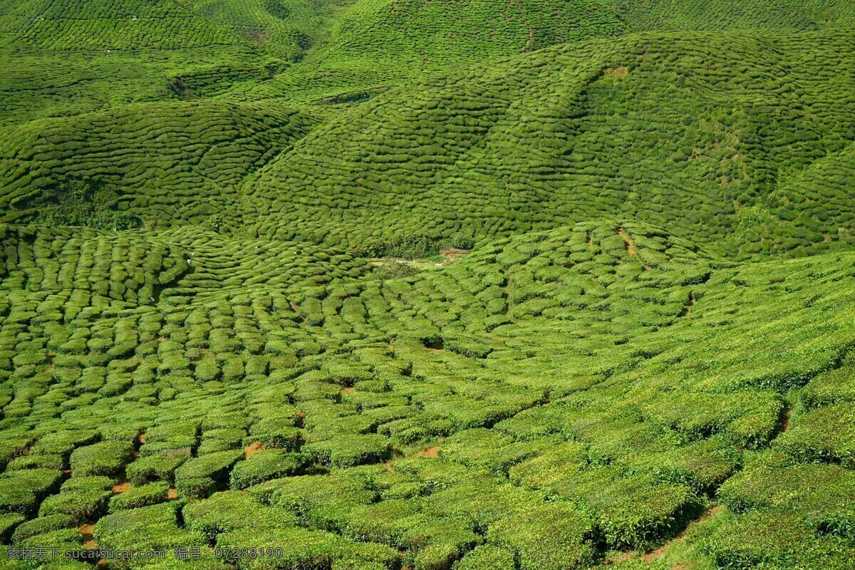 茶园高清图 茶园 大自然 植物 微小的树 性质 阳光明媚 绿色 田园 农业 叶子 美丽 草 天空 纹理 生物世界 树木树叶