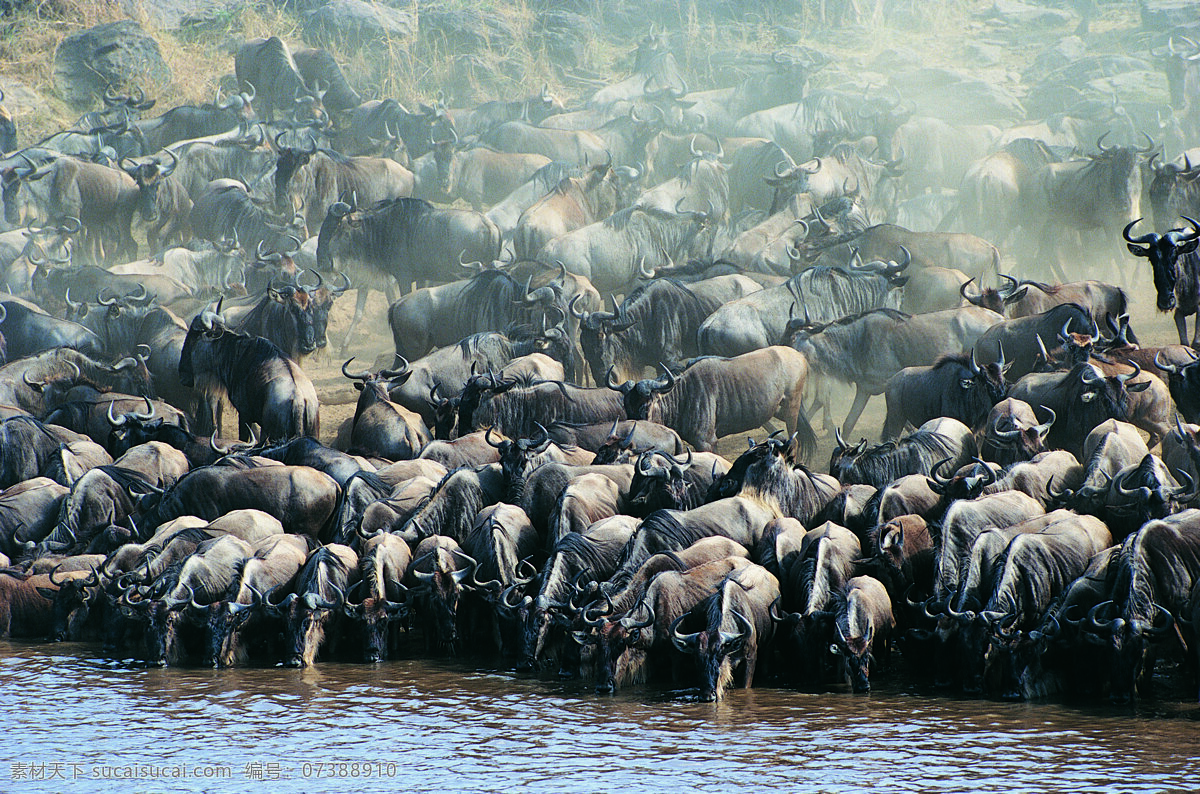 牛群图片素材 动物 野生动物 牛群 喝水 陆地动物 生物世界