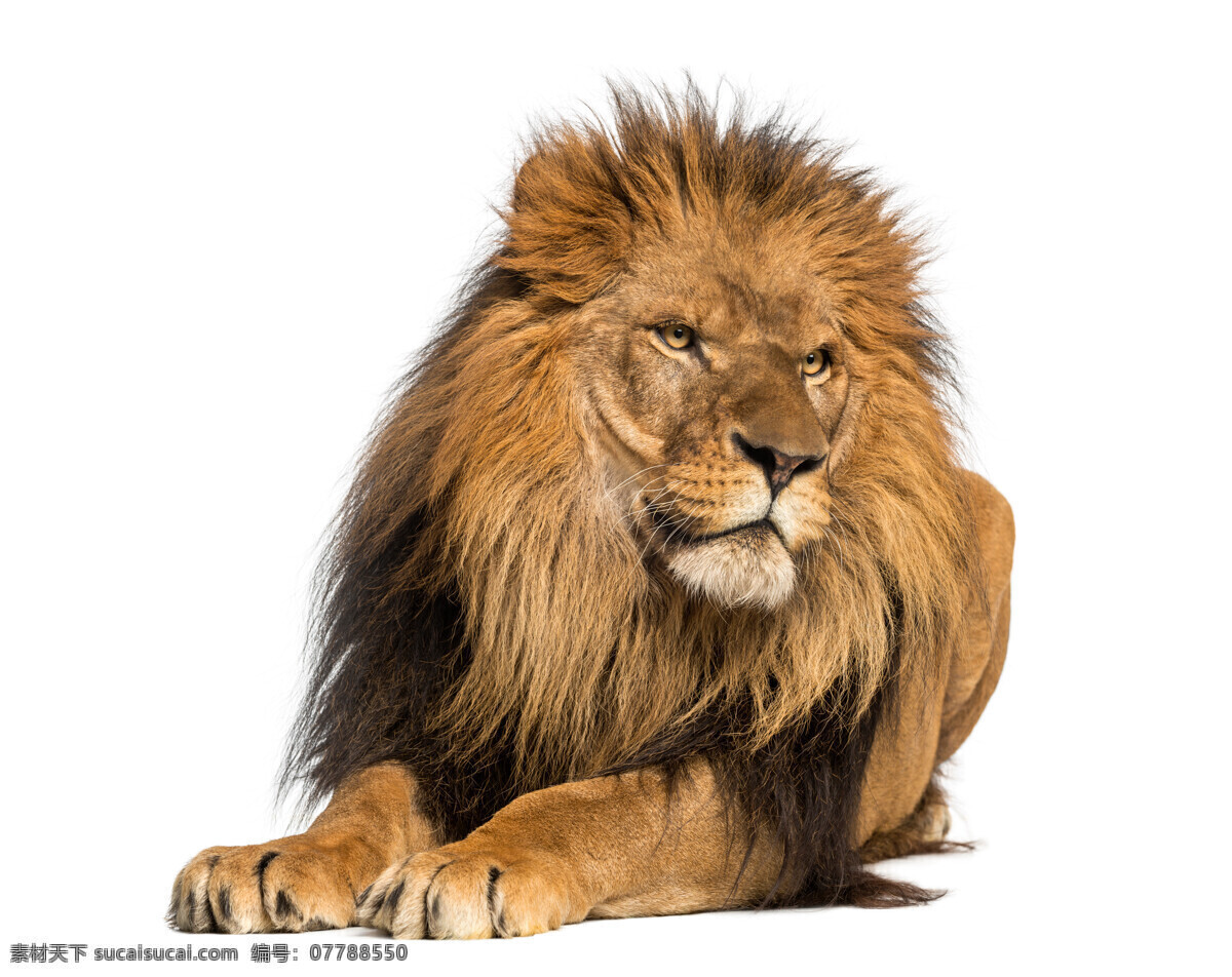 动物 哺乳动物 金毛狮子 公狮子 雄性狮子 动物园 生物世界 野生动物