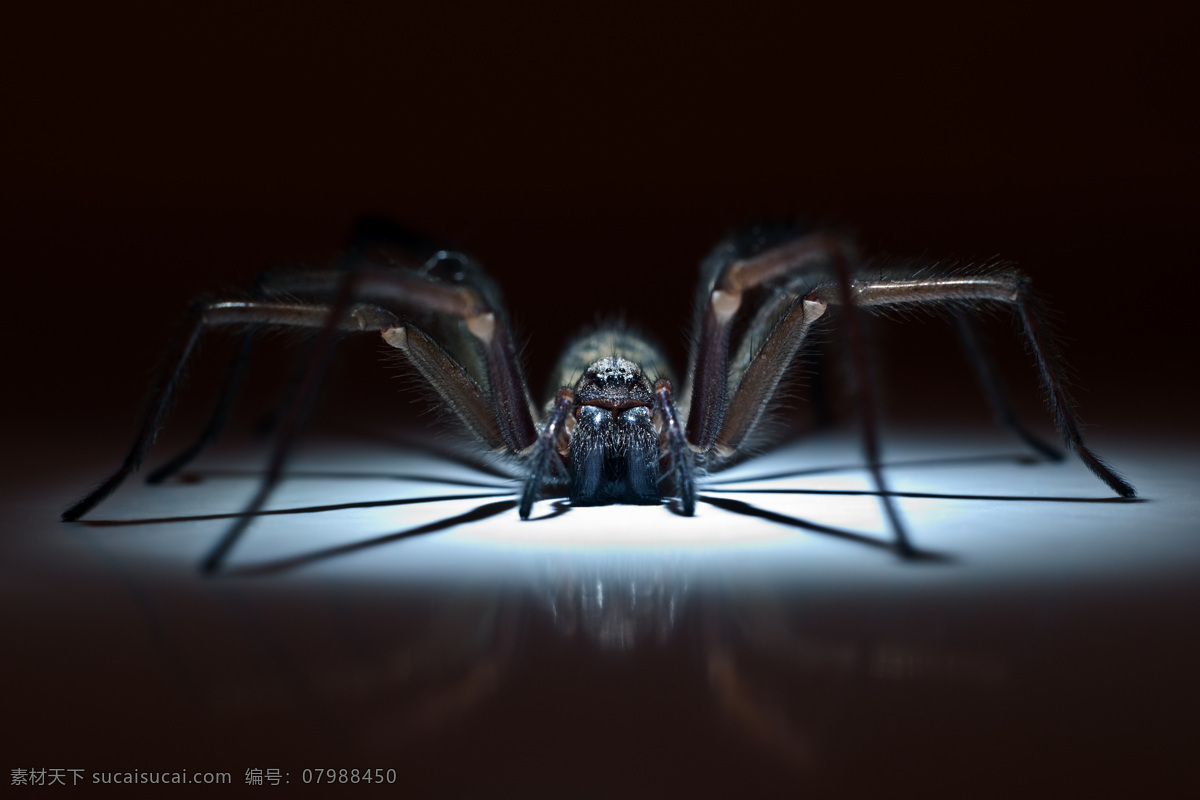 光斑 上 蜘蛛 节肢动物 动物摄影 动物世界 动物昆虫 昆虫世界 生物世界