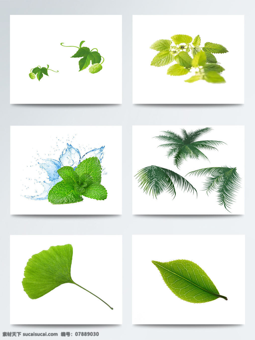 二十四节气 立春 绿色 元素 叶子 集合 传统 节气 立春节气 绿色树叶图案 绿色元素 树叶元素图案