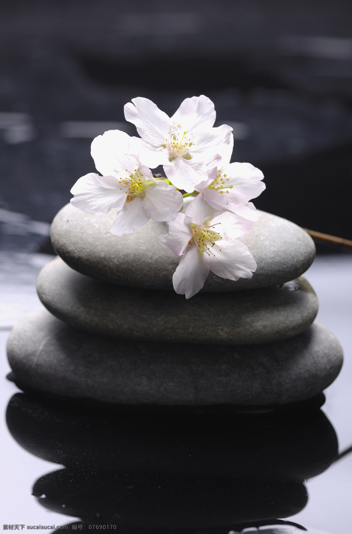 spa 石头 樱花 spa石头 水疗石 花朵 高清图片 其他类别 生活百科