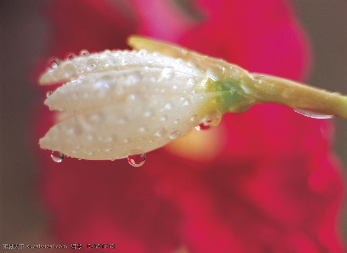 白色 花朵 上 露珠 露水 美丽鲜花 漂亮花朵 花卉 花草树木 生物世界 红色