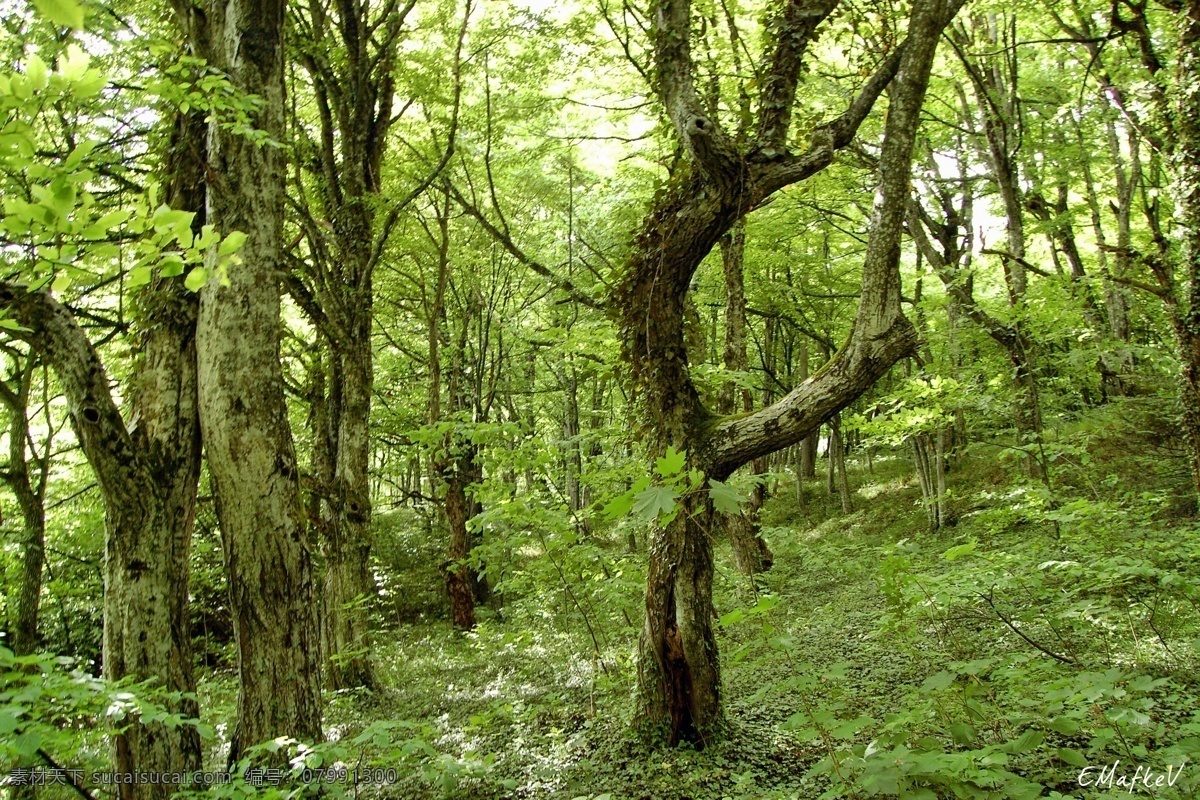 春天 风景壁纸 森林 树林 自然风景 自然景观 深处 森林深处 系列 psd源文件