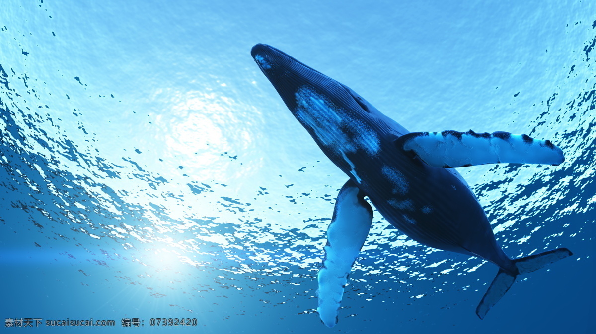 座头鲸 鲸鱼 海洋 大海 海底 海水 美丽 梦幻 清澈 阳光 自由 游泳 海洋生物 生物世界