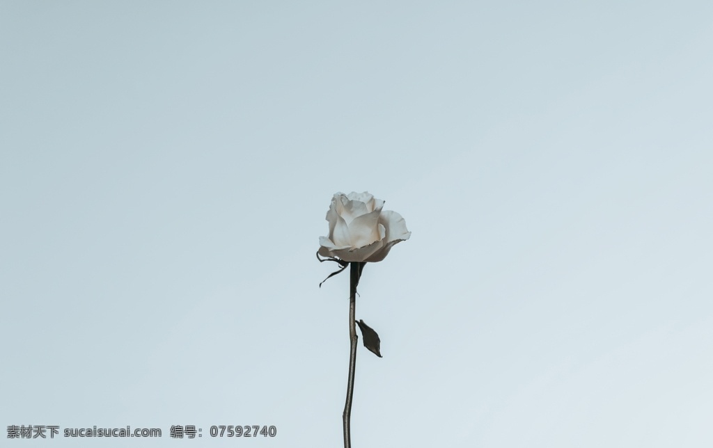 白玫瑰 花 植物 景物 静物 生物世界 花草