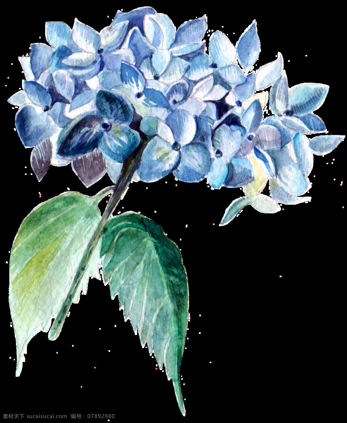 肉 冰 蓝花 卡通 透明 花束 植物 透明素材 免扣素材 装饰图案