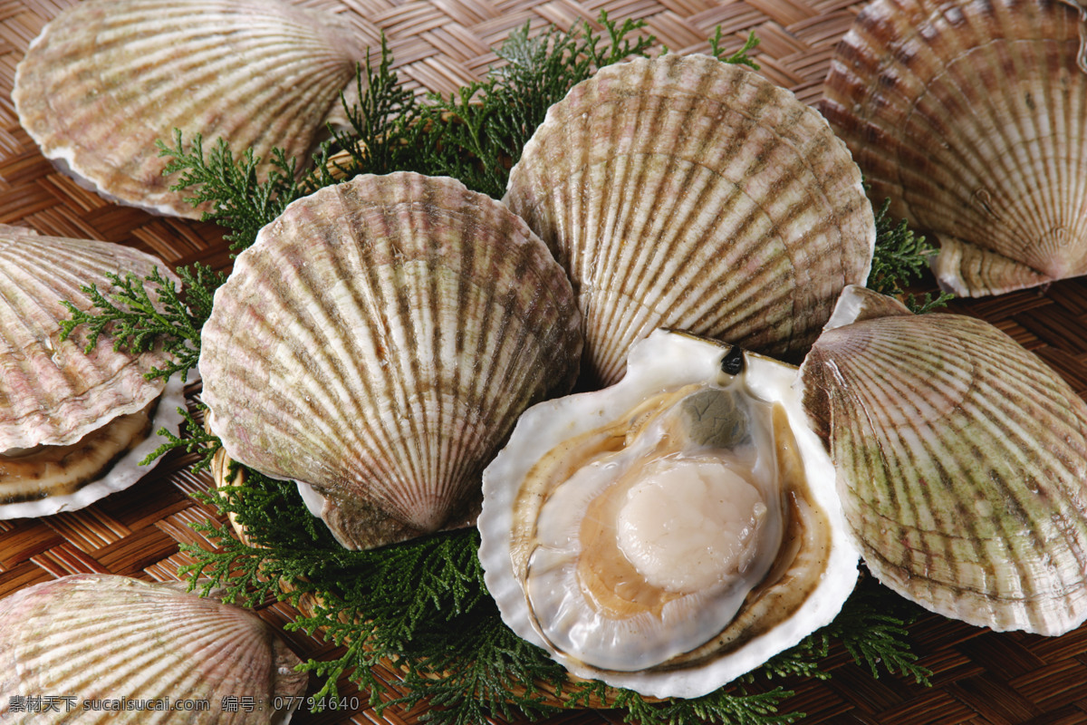 花蛤 花噶 蛤蜊 蚬子 贝壳 贝类 水产 养殖 海产品 水产品 美味 美食 食物原料 餐饮美食