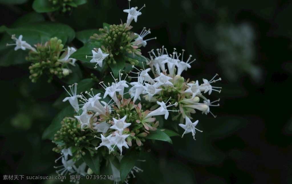 糯米条 茶树条 花卉 花朵 花瓣 花蕊 白色花 观赏花卉 植物 园林花卉 绿化景观 花卉大观园 生物世界 花草