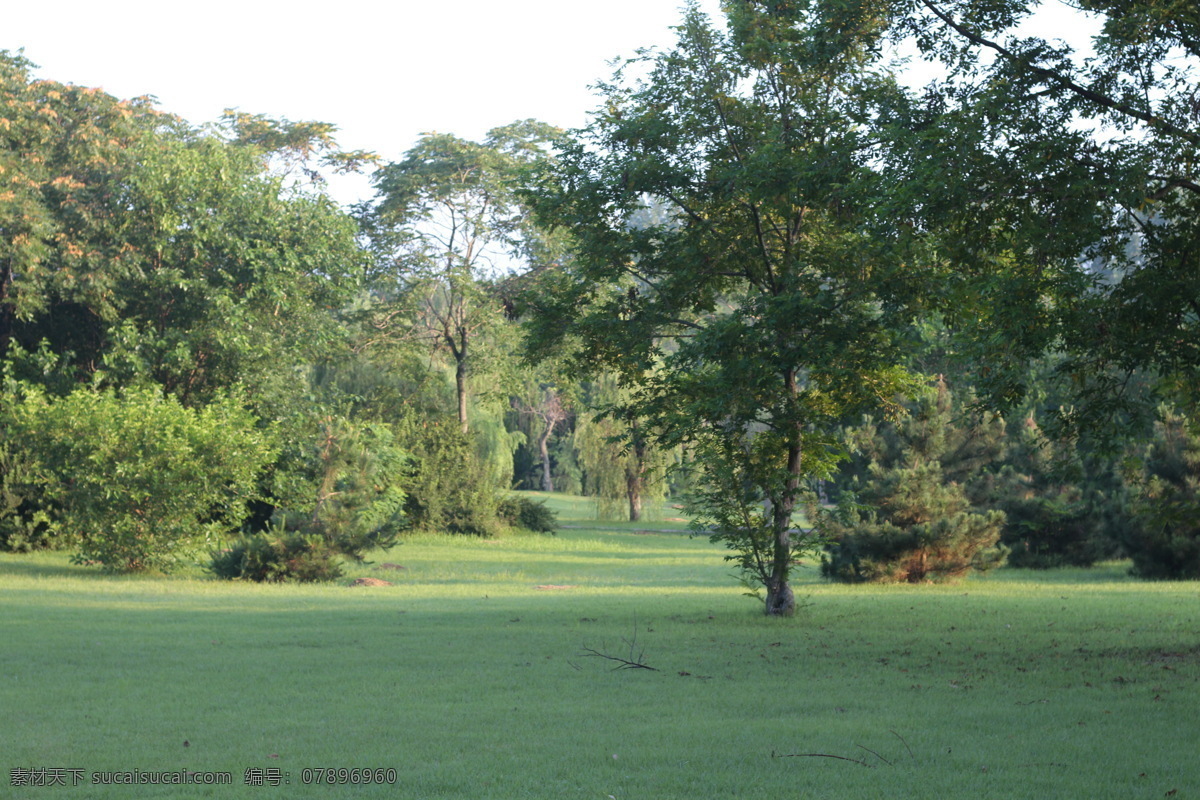 阳光树林 草地 绿荫 金色阳光 丛林 郊外 野外 森林 绿水青山 环境 环保 绿化 旅游摄影 自然风景
