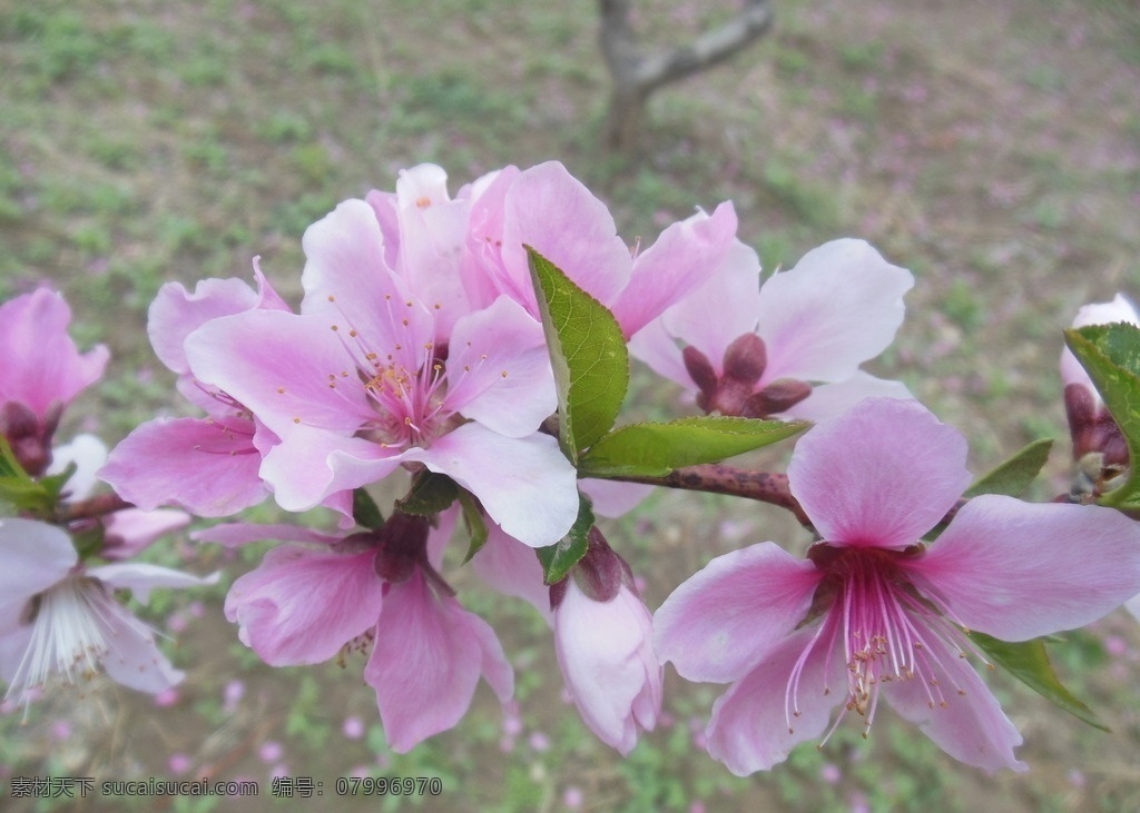 粉色桃花 桃花 桃树 果树 粉色花 花瓣 花蕊 春天 生物世界 花卉 花草