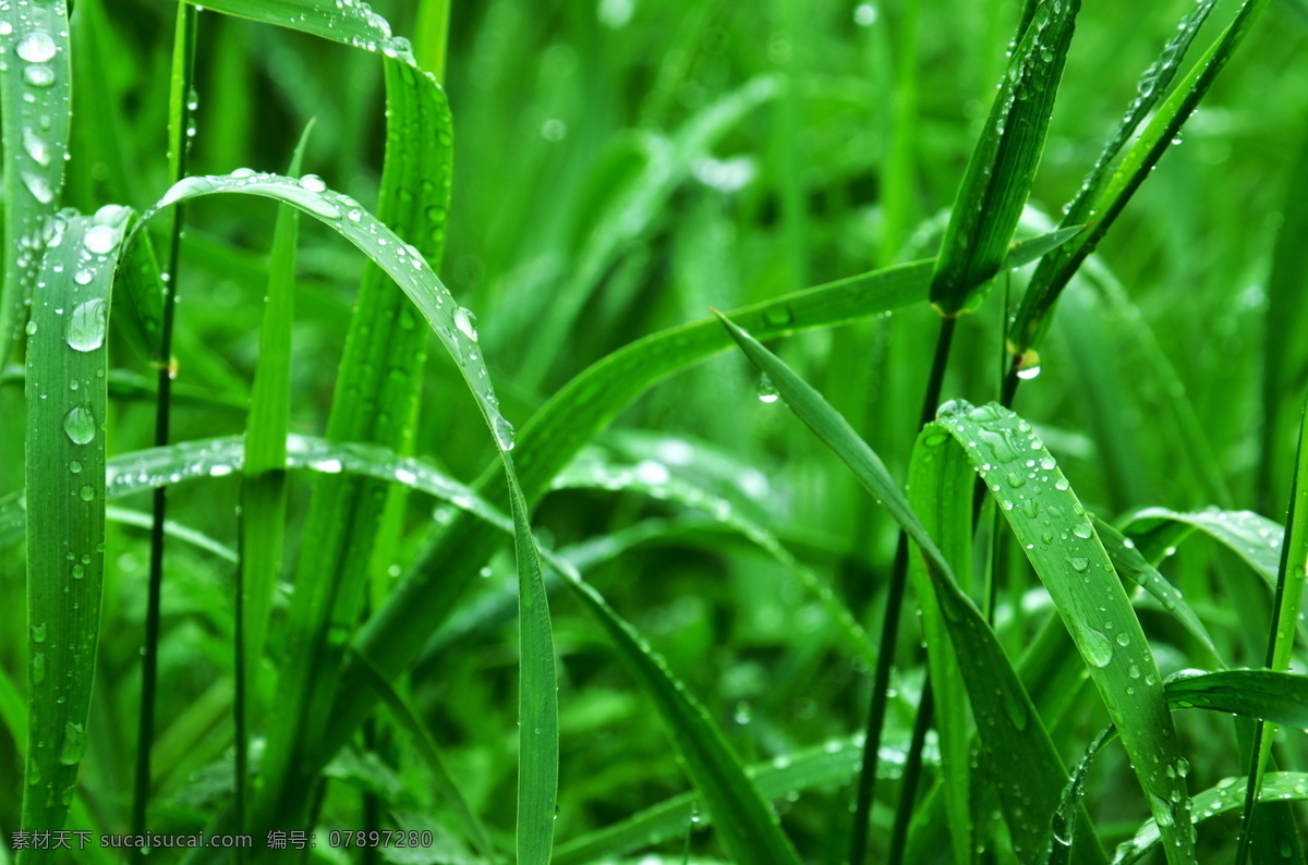 青草 草叶 绿草 野草 叶片 草地 露珠 露水 水珠 草坪 生物世界 花草