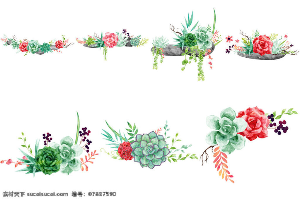 手绘 可爱 肉 植物 静物 插画 多肉 唯美 卡通 水彩绘